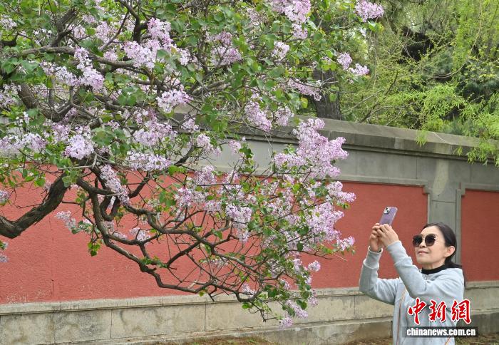 重庆时时彩：吉林长春：伪满皇宫博物院古丁香引客来