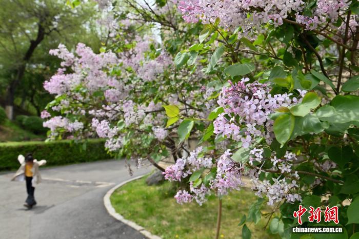 重庆时时彩：吉林长春：伪满皇宫博物院古丁香引客来