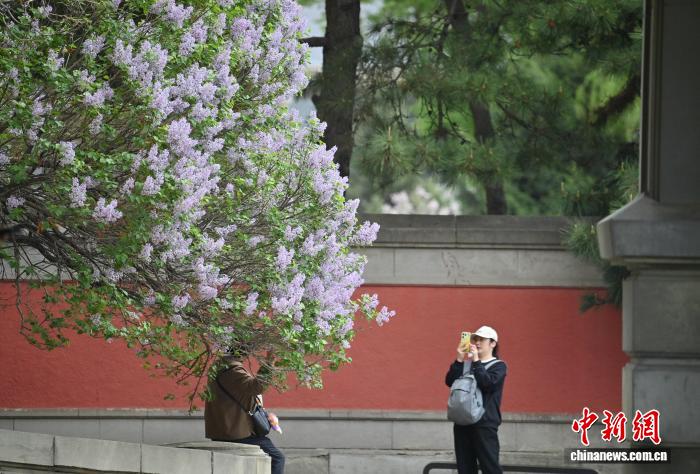 重庆时时彩：吉林长春：伪满皇宫博物院古丁香引客来